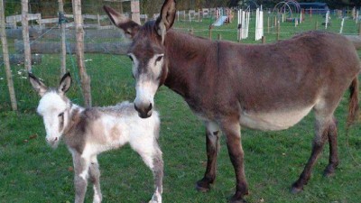 Balade à Liâne à Chauvé