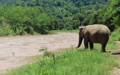 Programme MDE – été 2018